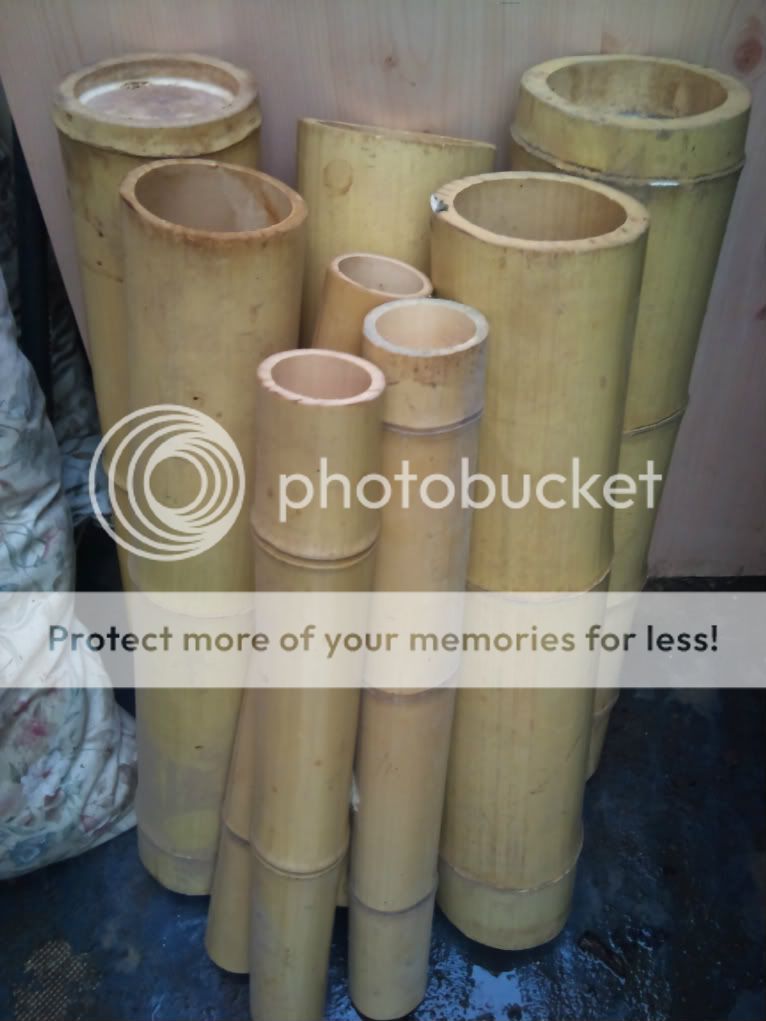 bamboo logs 4 sale Reptile Forums