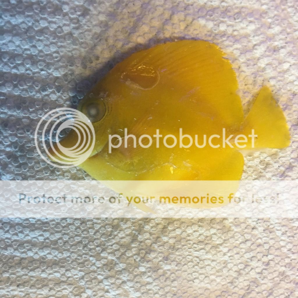 Why do my fish keep dying? REEF2REEF Saltwater and Reef Aquarium Forum