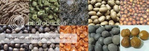 SeedsWeb.jpg picture by asiaplumeria